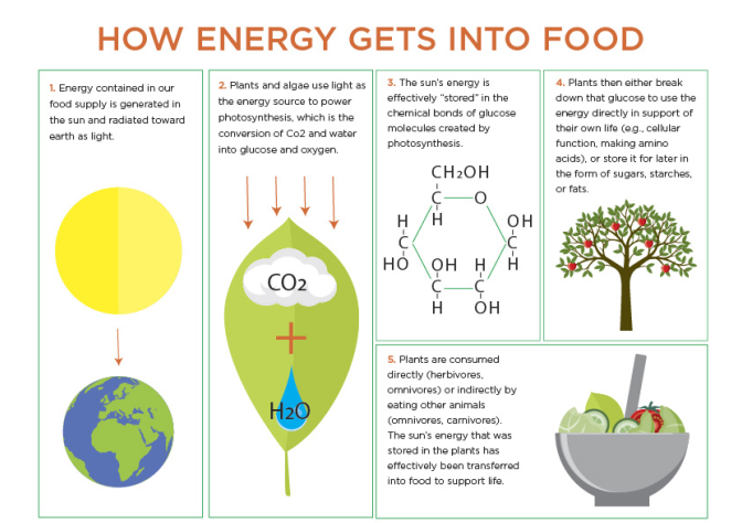 energy into food
